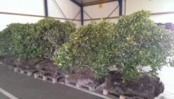 Rhododendron (Rhododendron 'Cunningham White') -Green Roots Exporteren Winkel rhodo cun white 2