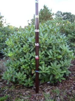 Rhododendron (Rhododendron 'Cunningham White') -Green Roots Exporteren Winkel rhodod cun white 1