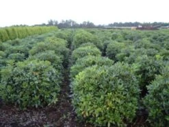 Rhododendron (Rhododendron 'Cunningham White') -Green Roots Exporteren Winkel rhodod cun white 2 1