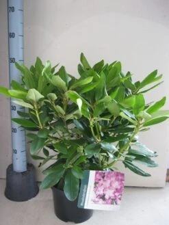 Rhododendron (Rhododendron Catawbiense 'Boursault') -Green Roots Exporteren Winkel rhododendron boursault c5 aug 2