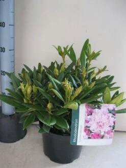 Dwergrhododendron (Rhododendron 'Caroline Allbrook') -Green Roots Exporteren Winkel rhododendron caroline allbrook c5 aug