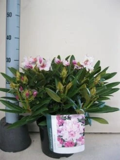 Dwergrhododendron (Rhododendron 'Caroline Allbrook') -Green Roots Exporteren Winkel rhododendron caroline allbrook c5 sept 1