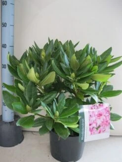 Rhododendron (Rhododendron 'Cosmopolitan') -Green Roots Exporteren Winkel rhododendron cosmopolotan c5 aug 1
