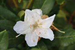 Rhododendron (Rhododendron 'Cunningham White') -Green Roots Exporteren Winkel rhododendron cunningham white 2