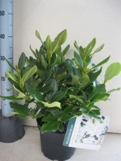 Rhododendron (Rhododendron 'Cunningham White') -Green Roots Exporteren Winkel rhododendron cunninghams white c5 aug 1