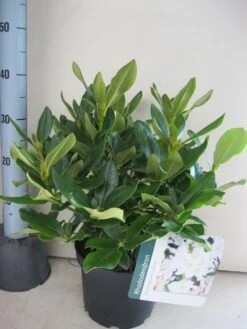 Rhododendron (Rhododendron 'Cunningham White') -Green Roots Exporteren Winkel rhododendron cunninghams white c5 aug 1 1