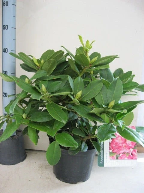 Rhododendron (Rhododendron 'Germania') 2 Rhododendron (Rhododendron 'Germania') - Afbeelding 2