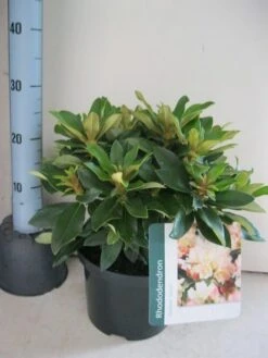 Dwergrhododendron (Rhododendron 'Golden Torch') 14 Dwergrhododendron (Rhododendron 'Golden Torch') -Green Roots Exporteren Winkel rhododendron golden torch c5 aug 2