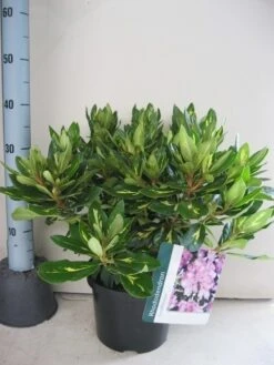 Rhododendron (Rhododendron 'Goldflimmer') 29 Rhododendron (Rhododendron 'Goldflimmer') -Green Roots Exporteren Winkel rhododendron goldflimmer c5 aug 1 1