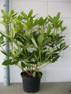 Rhododendron (Rhododendron Catawbiense 'Grandiflorum') -Green Roots Exporteren Winkel rhododendron grandiflorum 50 60 1 1