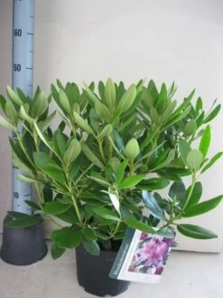 Rhododendron (Rhododendron Catawbiense 'Grandiflorum') -Green Roots Exporteren Winkel rhododendron grandiflorum c5 aug