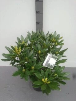 Rhododendron (Rhododendron 'Madame Masson') -Green Roots Exporteren Winkel rhododendron madame masson