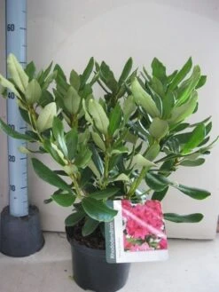 Rhododendron (Rhododendron 'Nova Zembla') -Green Roots Exporteren Winkel rhododendron nova zembla c5 aug 1