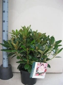 Rhododendron (Rhododendron 'Percy Wiseman') -Green Roots Exporteren Winkel rhododendron percy wiceman c5 aug