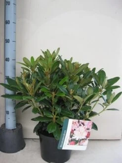 Rhododendron (Rhododendron 'Percy Wiseman') -Green Roots Exporteren Winkel rhododendron percy wiceman c5 aug 1 2