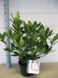 Bosrhododendron (Rhododendron Ponticum 'Roseum') -Green Roots Exporteren Winkel rhododendron ponticum roseum c5 oktober 1 2