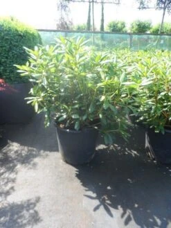 Rhododendron (Rhododendron 'Roseum Elegans') -Green Roots Exporteren Winkel rhododendron roseum elegans 60 80 cont 2