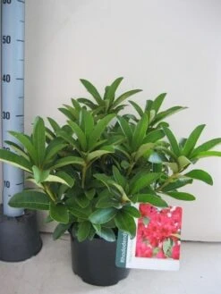 Rhododendron (Rhododendron 'Wilgen's Ruby') 35 Rhododendron (Rhododendron 'Wilgen's Ruby') -Green Roots Exporteren Winkel rhododendron wilgens ruby c5 aug 1