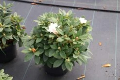 Dwergrhododendron (Rhododendron 'Golden Torch') -Green Roots Exporteren Winkel rhododendron y. golden torch 5 1