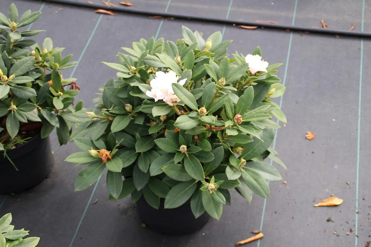 Dwergrhododendron (Rhododendron 'Golden Torch') 6 Dwergrhododendron (Rhododendron 'Golden Torch') - Afbeelding 6