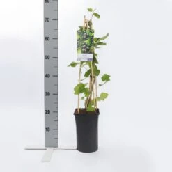 Zwarte Bes (Ribes Nigrum 'Ben Nevis') 7 Zwarte Bes (Ribes Nigrum 'Ben Nevis') -Green Roots Exporteren Winkel ribes nigrum ben nevis 1