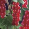 Rode Bes Op Stam (Ribes Rubrum 'Jonkheer Van Tets')