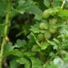 Groene Kruisbes Op Stam (Ribes Uva-crispa 'Hinnonmaki Grön')