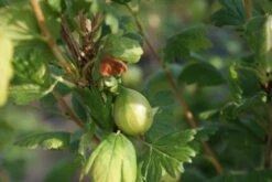 Groene Kruisbes Op Stam (Ribes Uva-crispa 'Hinnonmaki Grön') -Green Roots Exporteren Winkel ribes uva crispa hinnonmaki gr n lage res