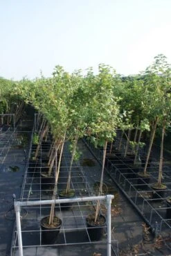 Groene Kruisbes Op Stam (Ribes Uva-crispa 'Hinnonmaki Grön') -Green Roots Exporteren Winkel ribes uva crispa hinnonmaki gr n stam lage res 2