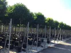 Bolacacia (Robinia Pseudoacacia 'Umbraculifera') -Green Roots Exporteren Winkel robinia p. umbraculifera 14 16