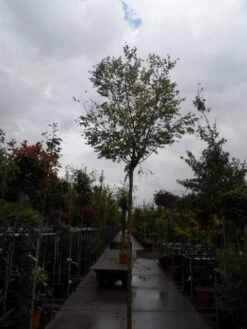 Bolacacia (Robinia Pseudoacacia 'Umbraculifera') -Green Roots Exporteren Winkel robinia ps. umbraculifera 1214