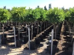 Bolacacia Op Stam (Robinia Pseudoacacia 'Umbraculifera') -Green Roots Exporteren Winkel robinia ps umbraculifera halfstam