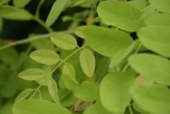 Gele Acacia (Robinia Pseudoacacia 'Frisia') -Green Roots Exporteren Winkel robinia pseud. frisia 3