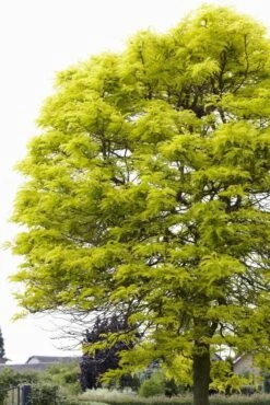 Gele Acacia (Robinia Pseudoacacia 'Frisia')