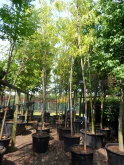 Gele Acacia (Robinia Pseudoacacia 'Frisia') -Green Roots Exporteren Winkel robinia pseudoacacia frisia 14 16ho c110