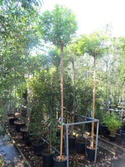 Bolacacia (Robinia Pseudoacacia 'Umbraculifera') -Green Roots Exporteren Winkel robinia pseudoacacia umbraculifera 10 12ho cont