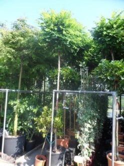 Bolacacia (Robinia Pseudoacacia 'Umbraculifera') -Green Roots Exporteren Winkel robinia pseudoacacia umbraculifera 12 14ho cont