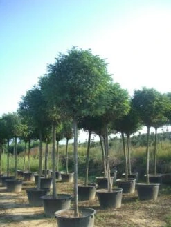 Bolacacia (Robinia Pseudoacacia 'Umbraculifera') -Green Roots Exporteren Winkel robinia pseudoacacia umbraculifera 20 25ho c230