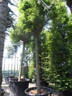 Bolacacia (Robinia Pseudoacacia 'Umbraculifera') 24 Bolacacia (Robinia Pseudoacacia 'Umbraculifera') -Green Roots Exporteren Winkel robinia pseudoacacia umbraculifera 35 40ho c500 1