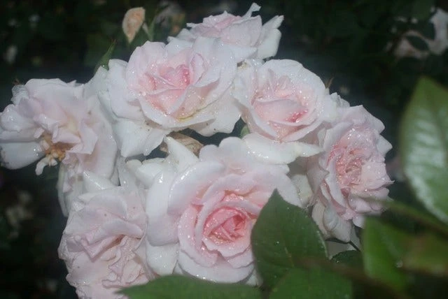 Grootbloemige Roos (Rosa 'A Whiter Shade Of Pale') 2 Grootbloemige Roos (Rosa 'A Whiter Shade Of Pale') - Afbeelding 2