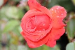 Klimroos (Rosa 'Bionda') -Green Roots Exporteren Winkel rosa bionda 1