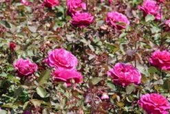 Speciale Roos (Rosa 'Blackberry Nip') -Green Roots Exporteren Winkel rosa blackberry nip 2 1