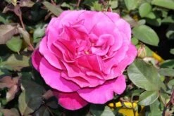Speciale Roos (Rosa 'Blackberry Nip') -Green Roots Exporteren Winkel rosa blackberry nip 3