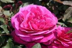 Speciale Roos (Rosa 'Blackberry Nip') -Green Roots Exporteren Winkel rosa blackberry nip 3 1
