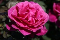 Speciale Roos (Rosa 'Blackberry Nip') -Green Roots Exporteren Winkel rosa blackberry nip 4 1