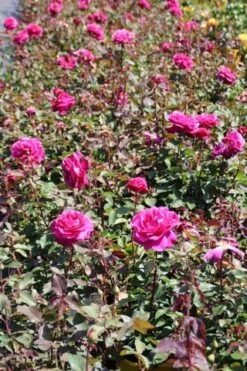 Speciale Roos (Rosa 'Blackberry Nip') -Green Roots Exporteren Winkel rosa blackberry nip 5