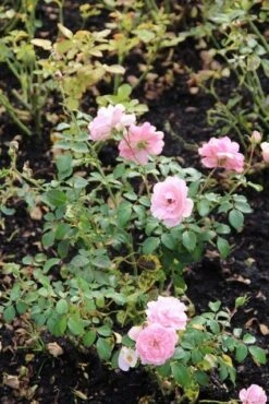 Trosroos (Rosa 'Bonica 82') -Green Roots Exporteren Winkel rosa bonica 82 1