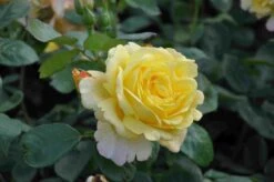 Green Roots Exporteren Winkel -Green Roots Exporteren Winkel rosa climbing chinatown