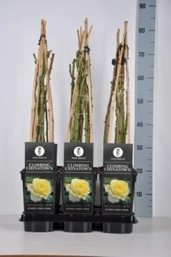 Klimroos (Rosa 'Climbing Chinatown') 5 Klimroos (Rosa 'Climbing Chinatown') -Green Roots Exporteren Winkel rosa climbing chinatown in de winter