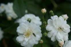 Miniklimroos (Rosa 'Guirlande D'Amour') -Green Roots Exporteren Winkel rosa guirlande d amour 1